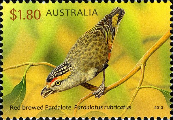 Red-browed Pardalote (Pardalotus rubricatus)