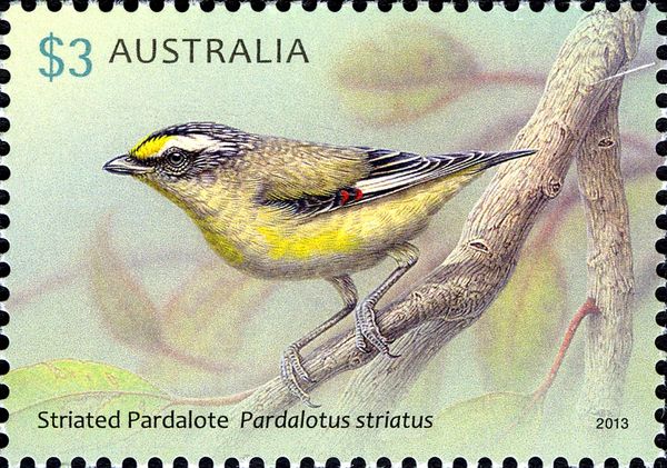 Striated Pardalote (Pardalotus striatus)