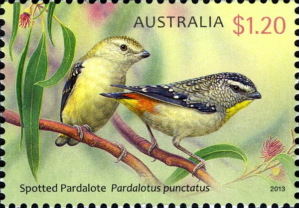 Spotted Pardalote (Pardalotus punctatus)
