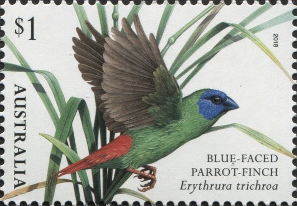 Blue-faced Parrotfinch (Erythrura trichroa)