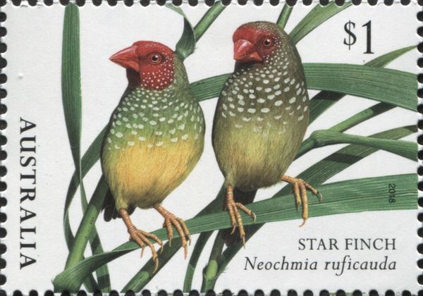Star Finch (Neochmia ruficauda)