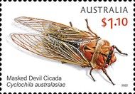 Masked Devil Cicada (Cyclochila australsiae)