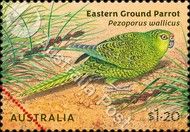 Eastern Ground Parrot (Pezoporus wallicus)
