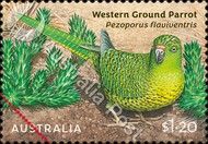 Western Ground Parrot (Pezoporus flaviventris)