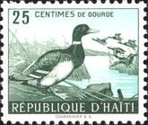 Mallard (Anas platyrhynchos)