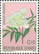 American Elder (Sambucus canadensis)