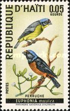 Antillean Euphonia (Euphonia musica)