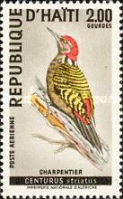 Hispaniolan Woodpecker (Centurus striatus)