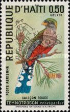 Hispaniolan Trogon (Temnotrogon roseigaster)