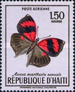 Scarlet Leafwing (Anaea marthesia nemesis)
