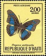 Butterfly (Prepona antimache)