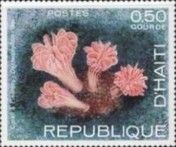 Coral (Desmophyllum riisei)