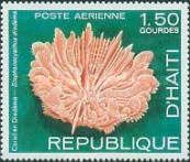 Coral (Stephanocyathus diadema)