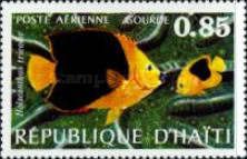 Rock Beauty (Holacanthus tricolor)