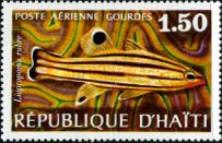 Peppermint Bass (Liopropoma rubre)