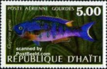 Creole Wrasse (Clepticus parrai)
