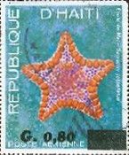 Common Sunfish (Goniaster tessellatus)