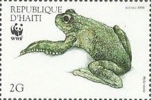 Hispaniola Treefrog (Hyla vasta)