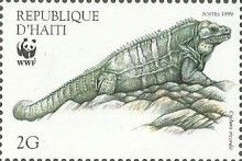 Ricord's Ground Iguana (Cyclura ricordii)
