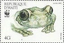 Hispaniola Treefrog (Hyla vasta)