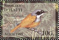 Grey-crowned Palm-tanager (Phaenicophilus poliocephalus)