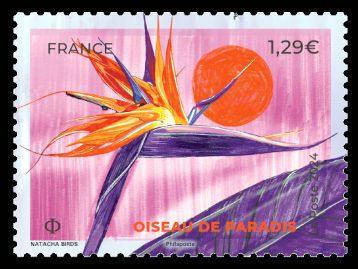 Bird of Paradise (Strelitzia)