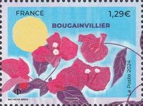Bougainvillea (Bougainvillea sp)