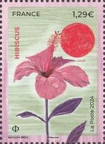 Hibiscus (Hibiscus sp)