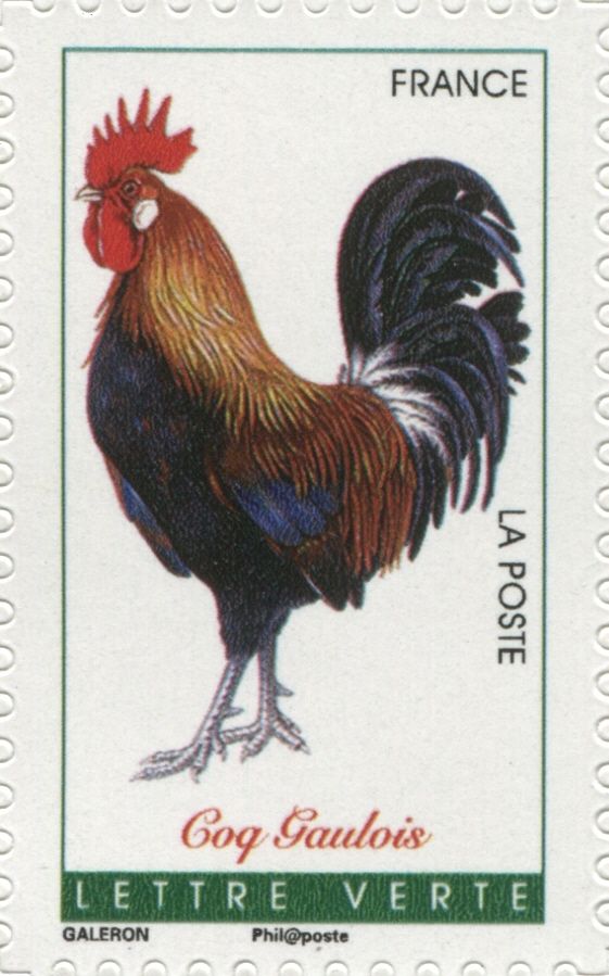Gallic Rooster (Gallus gallus domesticus)