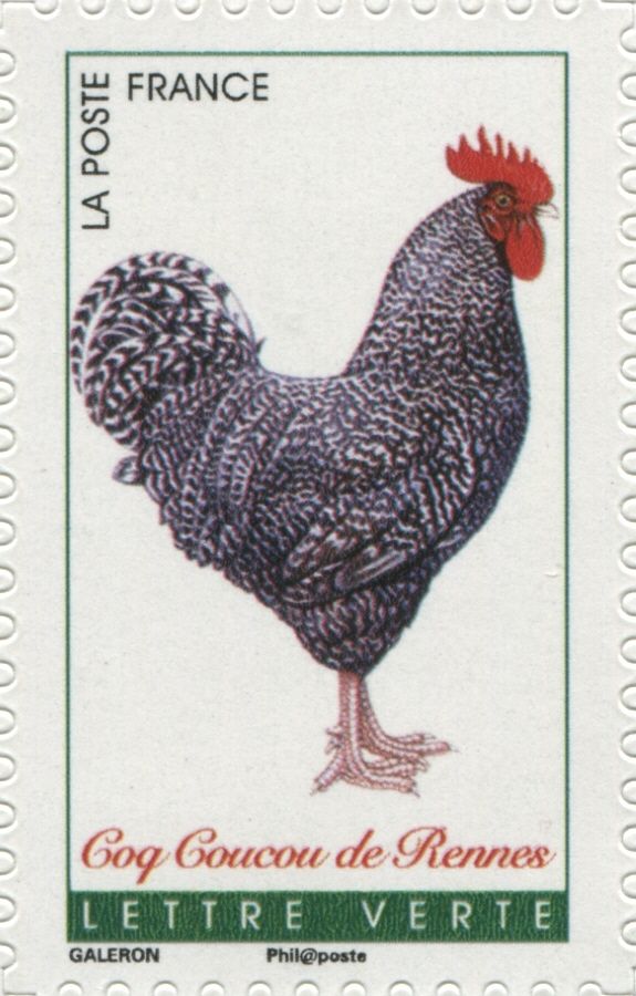 Coucou de Rennes (Gallus gallus domesticus)