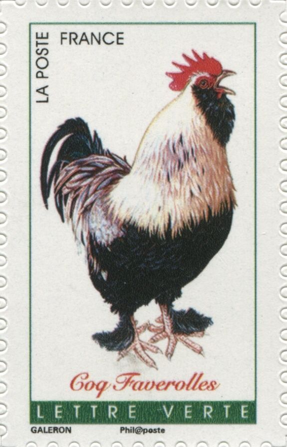 Faverolles Rooster (Gallus gallus domesticus)