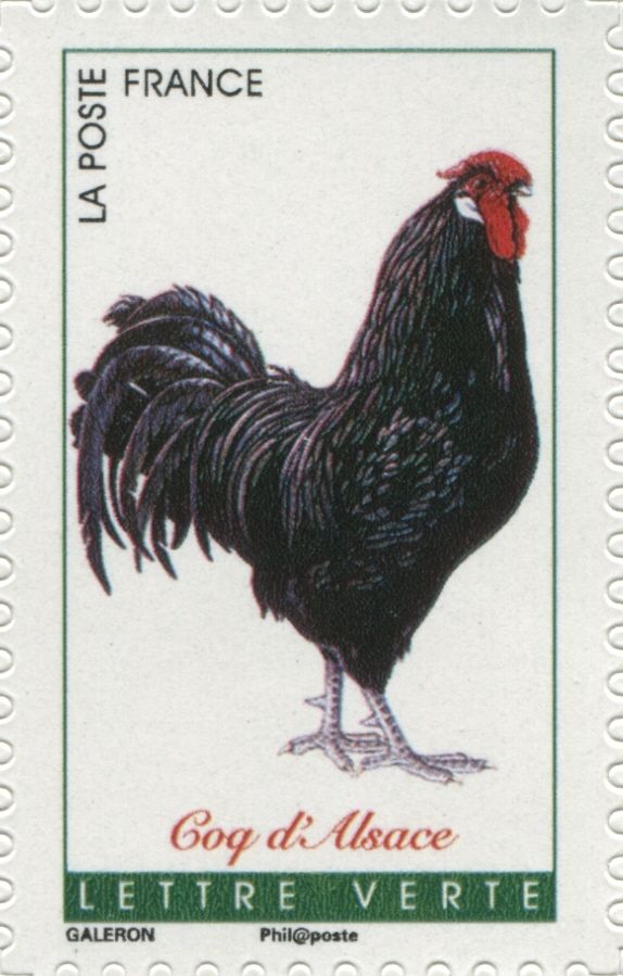 Alsace Rooster (Gallus gallus domesticus)