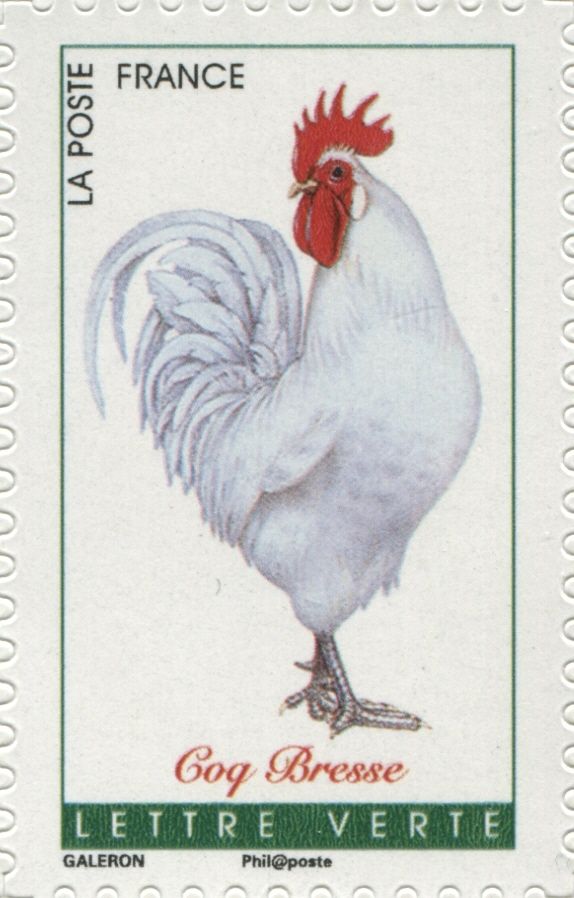 Bresse Rooster (Gallus gallus domesticus)