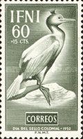 Common Shag (Gulosus aristotelis)