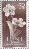 .Limoniastrum ifniense