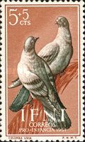 Rock Dove (Columba livia)