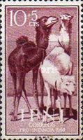 Dromedary (Camelus dromedarius)
