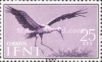 White Stork (Ciconia ciconia)