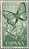 Moroccan Copper (Lycaena phoebus)