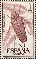 Beetle (Steraspis sp.)