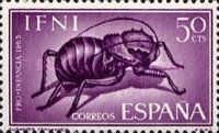 Bush Cricket (Eugaster fernandez) 