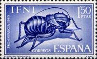 Bush Cricket (Eugaster fernandez)