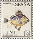 John Dory (Zeus faber)