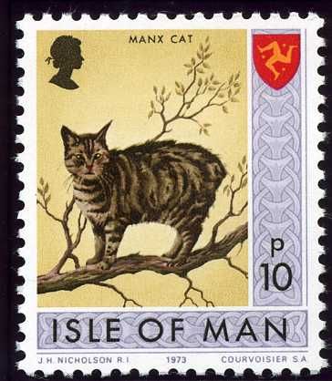 Manx Cat (Felis silvestris catus)