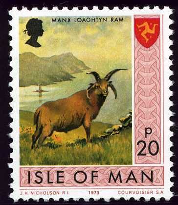 Manx Loaghtyn Ram (Ovis orientalis aries)