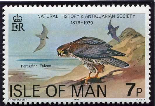 Peregrine Falcon (Falco peregrinus)