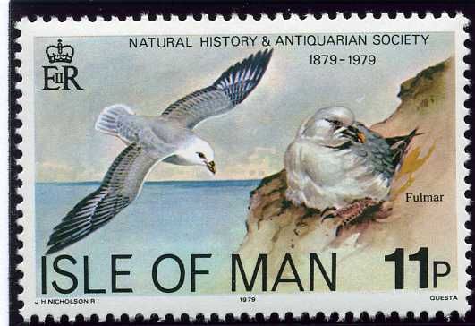 Northern Fulmar (Fulmarus glacialis)