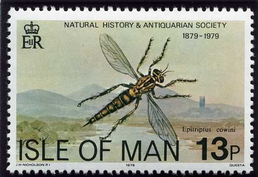 Manx Robber Fly (Epitriptus cowini)