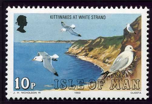 Kittiwake (Rissa tridactyla), White Beach