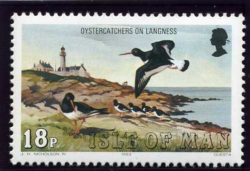 European Oystercatcher (Haematopus ostralegus) Langness Ligh